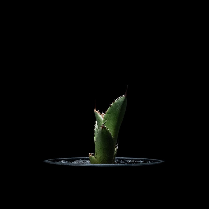 アガベ チタノタ 魚刺 / Agave titanota 'Fish Spine' #5 |