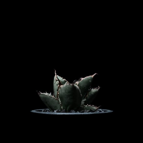 アガベ チタノタ ブラック&ブルー / Agave titanota ‘Black & Blue’ #11