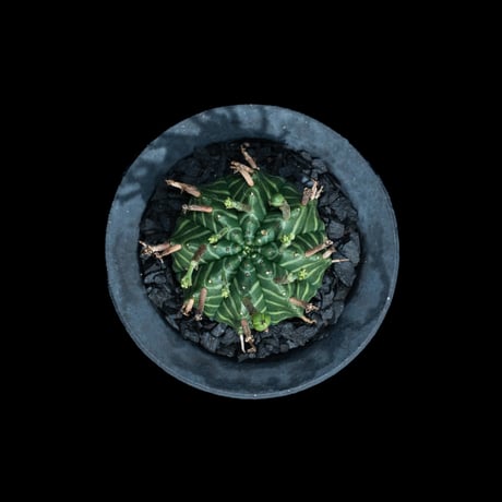 ユーフォルビア バリダ / Euphorbia meloformis ssp. valida #6