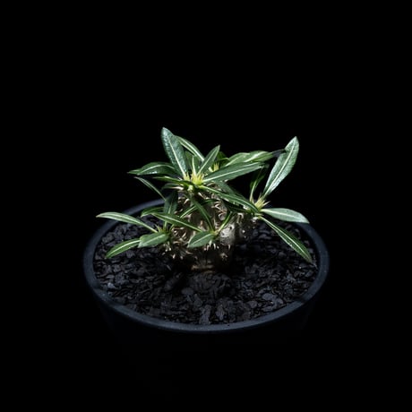 パキポディウム デンシカウレ / Pachypodium densicaule #5