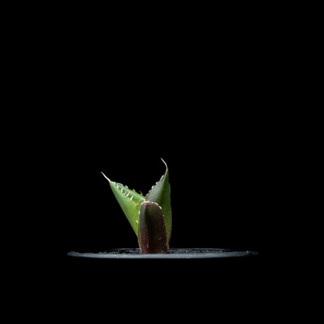 アガベ チタノタ ハデス / Agave titanota ‘Hades’ #13