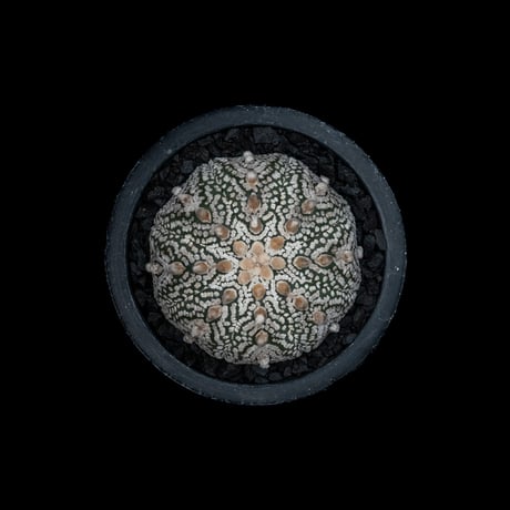 アストロフィツム アステリアス / Astrophytum asterias #3
