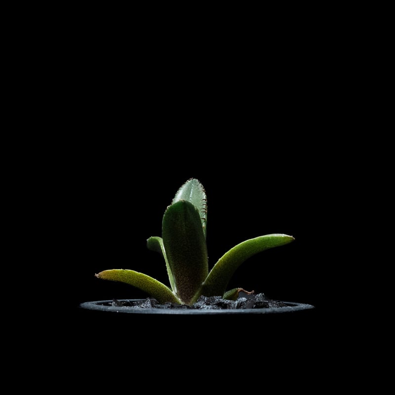 アガベ チタノタ 黒火焔 / Agave titanota 'Black Fire' #13 アガベ チタノタ 黒火焔 / Agave titanota 'Black Fire' #13