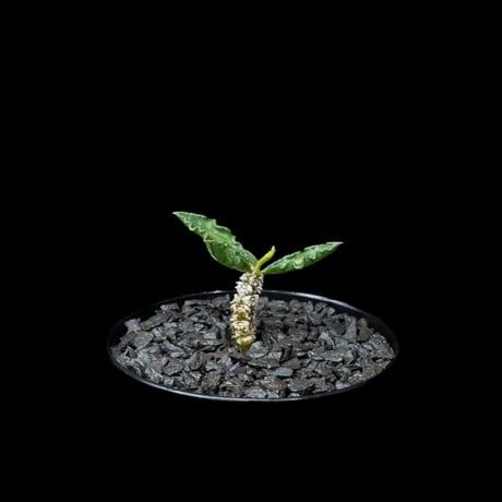 ユーフォルビア デカリー / Euphorbia decaryi #1