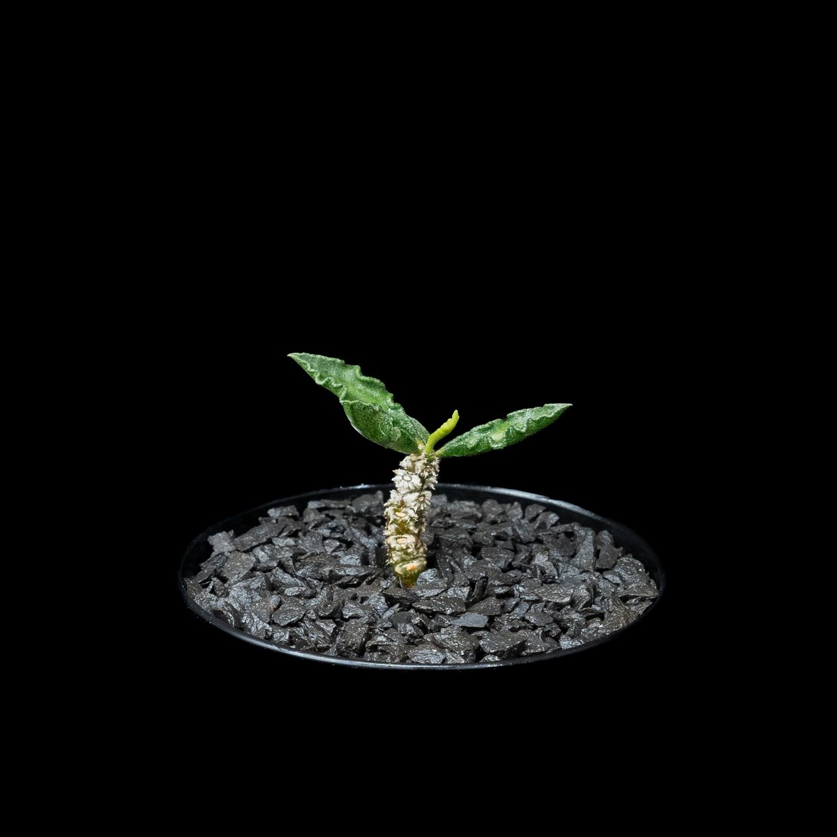 ユーフォルビア デカリー / Euphorbia decaryi #1 | Ducks ( p