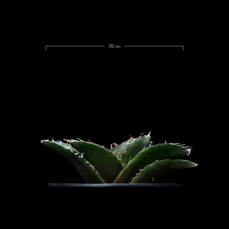 アガベ チタノタ 白鯨 / Agave titanota ‘White Whale’ #49