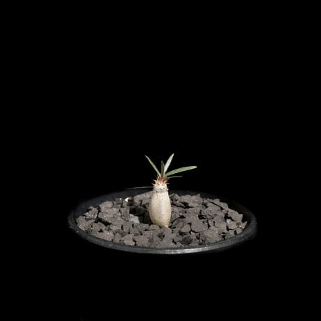 パキポディウム グラキリス / Pachypodium rosulatum var. gracilius #61