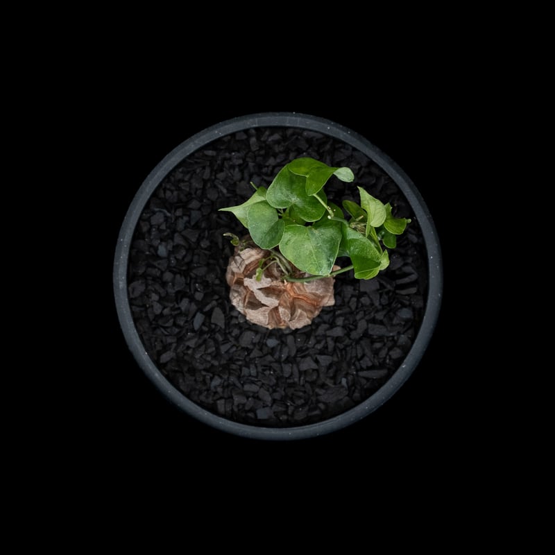 ディオスコレア 亀甲竜 / Dioscorea elephantipes #1 | Ducks