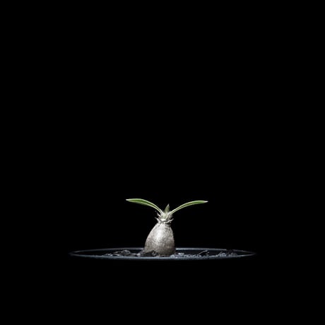 パキポディウム グラキリス / Pachypodium rosulatum var. gracilius #14