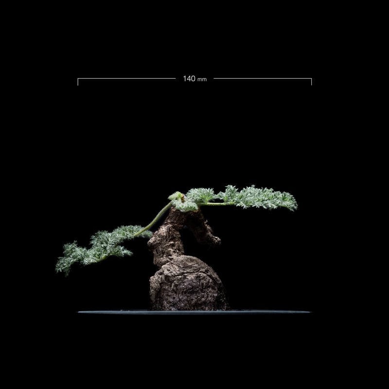 ペラルゴニウム トリステ / Pelargonium triste #3 | Ducks (