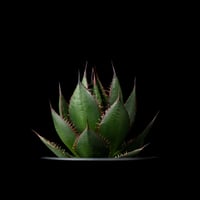 アガベ 王妃笹の雪 A型 白覆輪斑 ピンキー / Agave filifera var. co