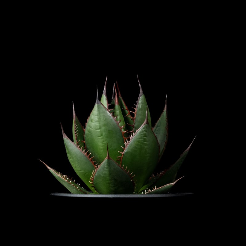 アガベホリダ極上株　Agave horrida No.AHRD007 アガベホリダ極上株 Agave horrida No.AHRD007（no.2 アガベ