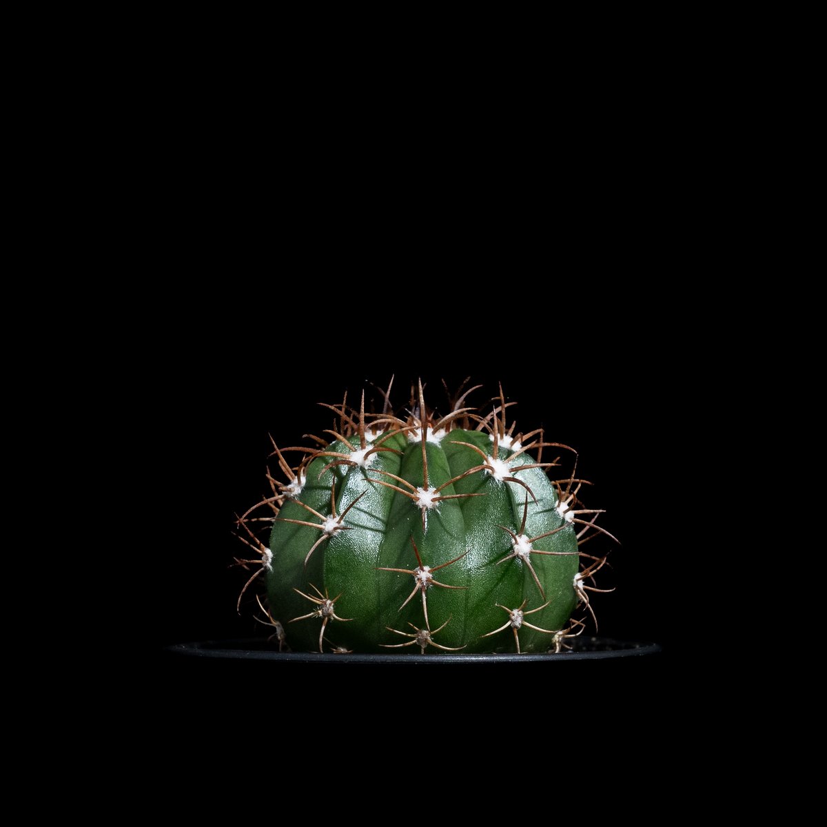 メロカクタス マタンザナス / Melocactus matanzanus #1 | Duck