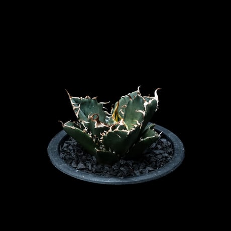 アガベ チタノタ 白鯨 / Agave titanota ‘White Whale’ #9