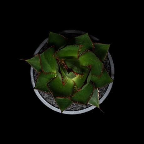 アガベ ホリダ / Agave horrida ssp. horrida #6
