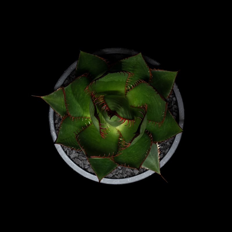 アガベ ホリダ / Agave horrida ssp. horrida #6 | Ducks アガベ ホリダ / Agave horrida ssp. horrida #6 | Ducks