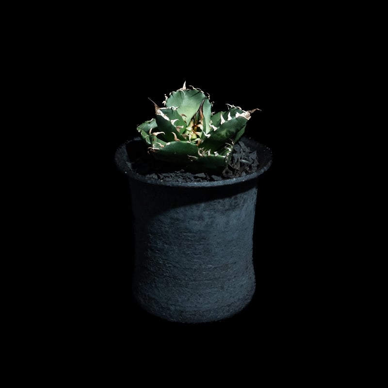 アガベ チタノタ 魔丸 / Agave titanota 'Mamaru' #2 | Du