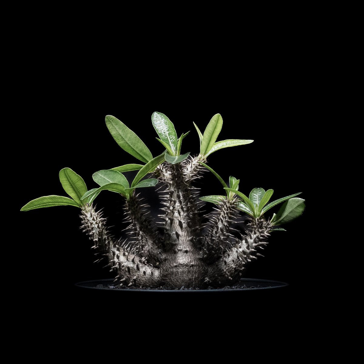 グラキリス　マカイエンセ fit=scale-down,w=1200