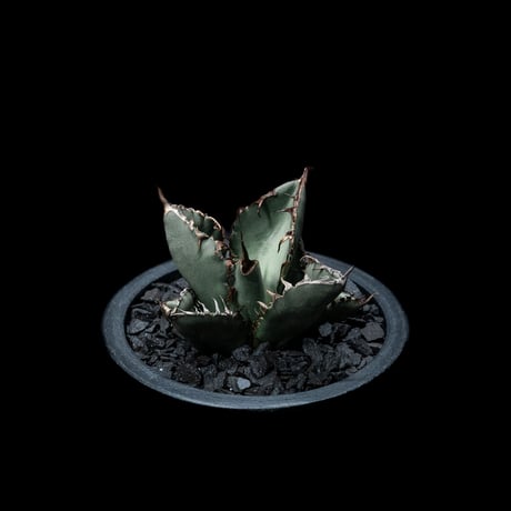 アガベ チタノタ ブラック&ブルー / Agave titanota ‘Black & Blue’ #11