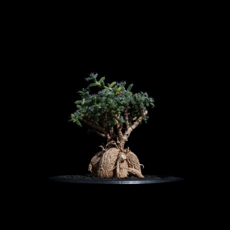 トリコディアデマ ブルボスム / Trichodiadema bulbosum #20