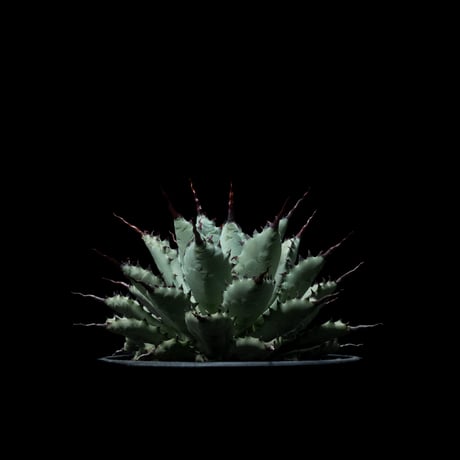 アガベ 八荒雷神 / Agave potatorum × macroacantha #1