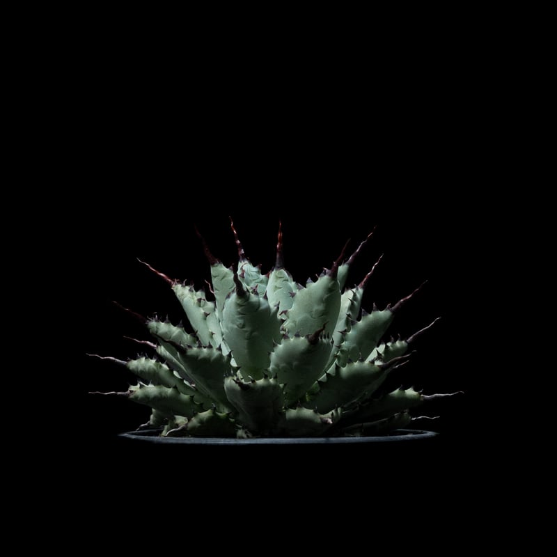 アガベ 八荒雷神 陽炎 / Agave potatorum × macroacantha #1