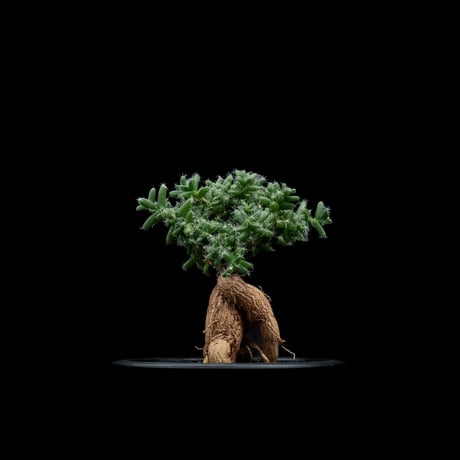 トリコディアデマ ブルボスム / Trichodiadema bulbosum #3