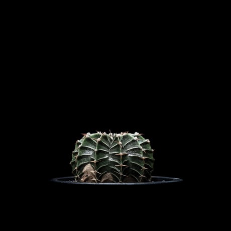ギムノカリキウム属 フリードリッヒィ LB2178 / Gymnocalycium friedrihii LB2178 #1