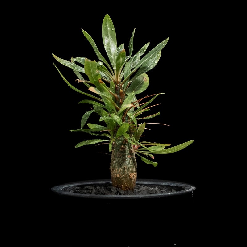 フォークイエリア プルプシー / Fouquieria purpusii #1 | Ducks