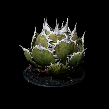 アガベ チタノタ 鯊魚劍 / Agave titanota ‘Shark Sword’ #1