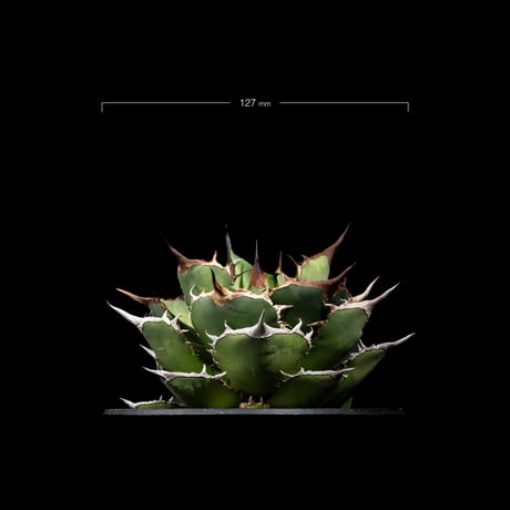 アガベ チタノタ 熊猫 / Agave titanota ‘Panda’ #1