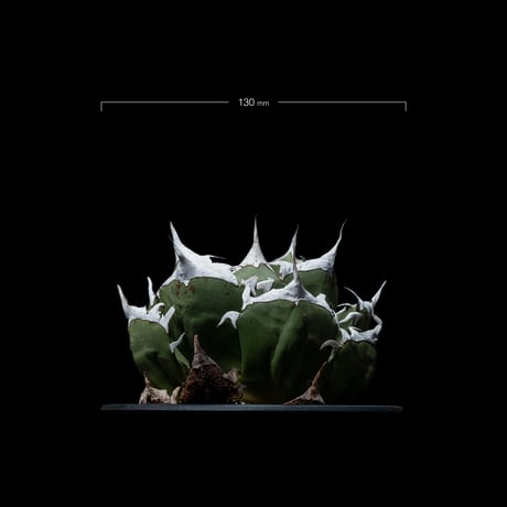 アガベ チタノタ 鬼爪 / Agave titanota ‘Ghost Claw’ #1