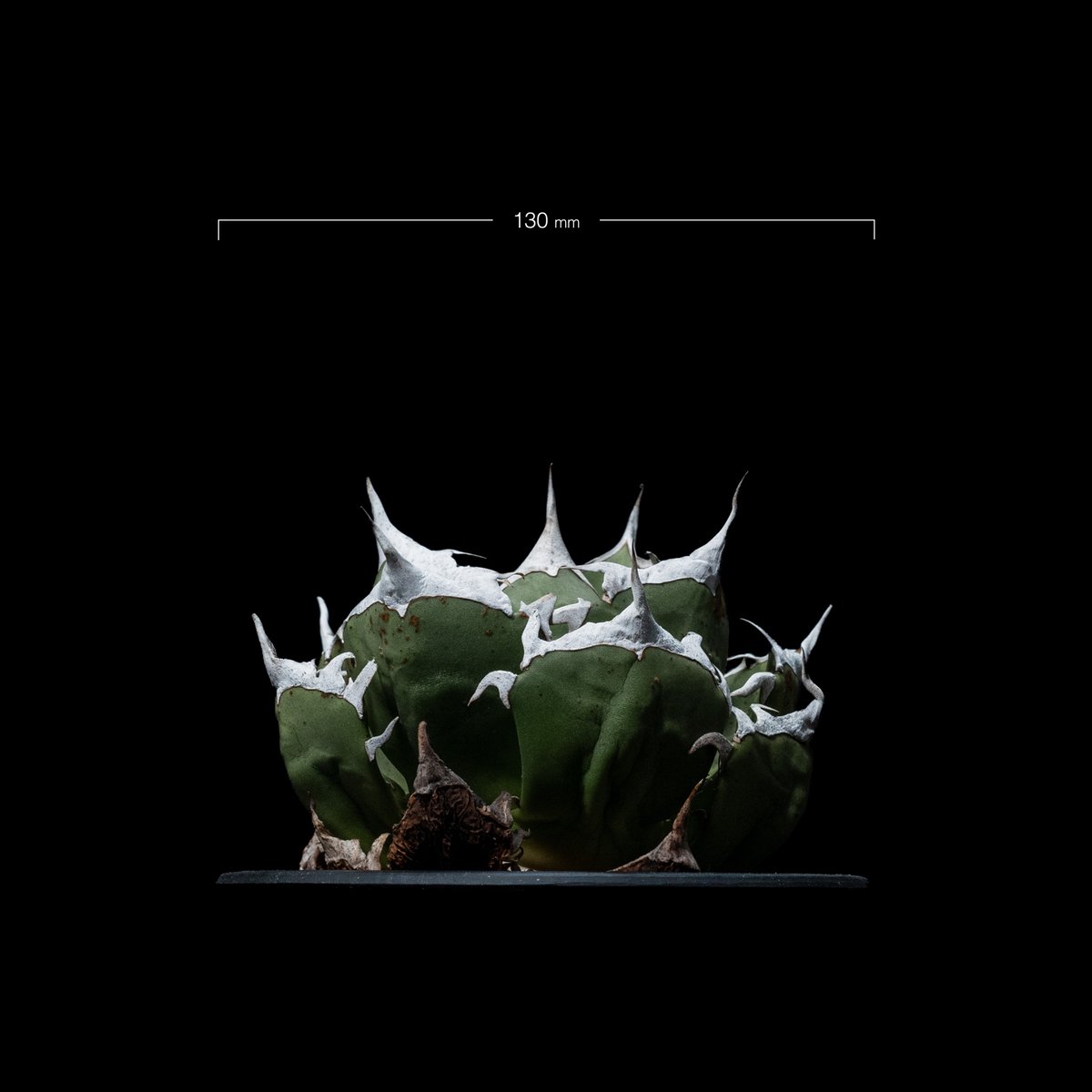 アガベ チタノタ 鬼爪 / Agave titanota 'Ghost Claw' #1 | アガベ チタノタ 鬼爪 / Agave titanota 'Ghost Claw' #1 |