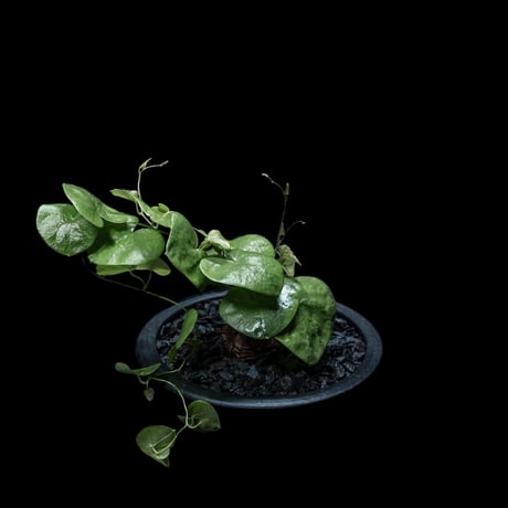 ディオスコレア 亀甲竜 / Dioscorea elephantipes #2