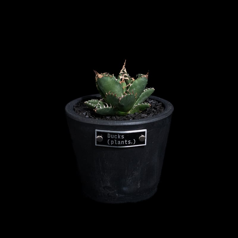 アガベ　チタノタ　魔丸　みやび鉢付き アガベ チタノタ 魔丸 みやび鉢付き アガベ・チタノタ 魔丸（芽