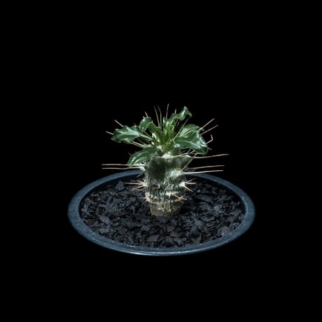 パキポディウム サウンデルシー / Pachypodium saundersii #2