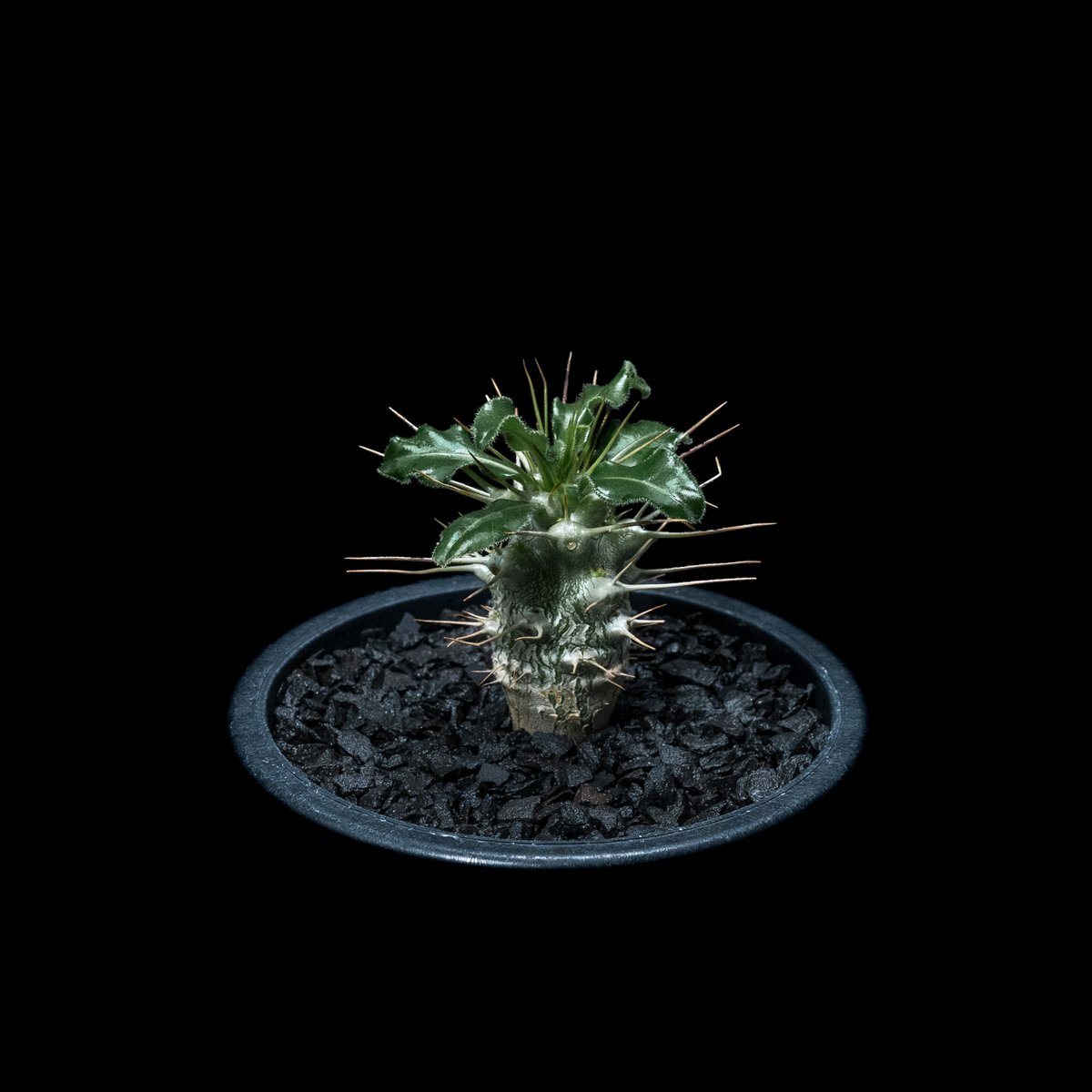 パキポディウム サウンデルシー / Pachypodium saundersii #2 | D