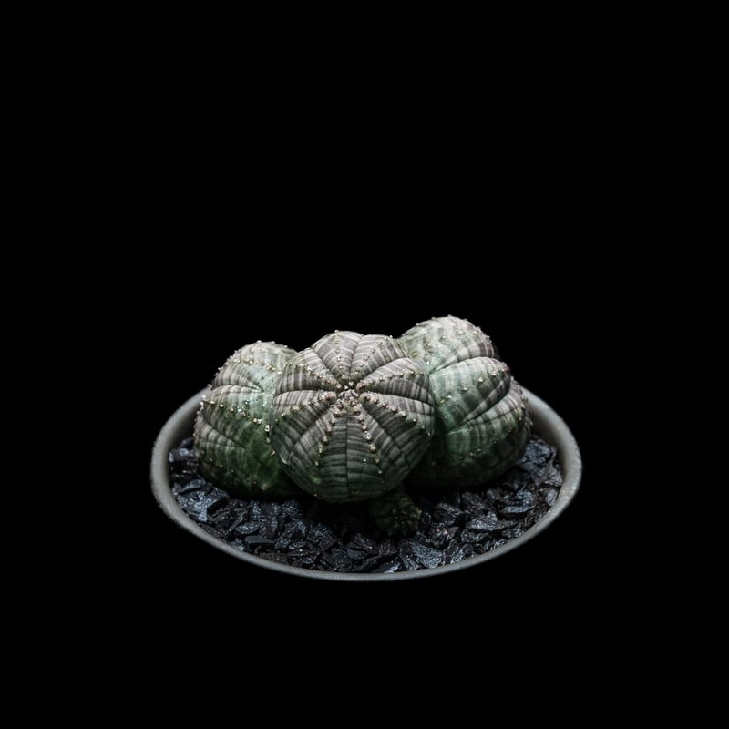 ユーフォルビア オベサ [多頭タイプ] / Euphorbia obesa f.caespit