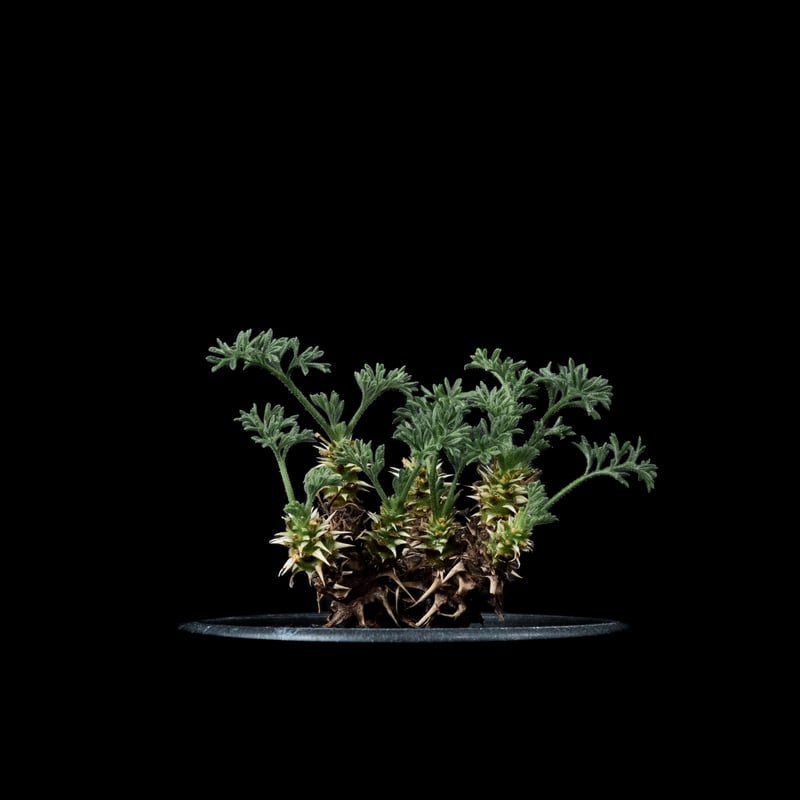 ペラルゴニウム ヒストリクス ペラルゴニウム：ヒストリクス 2.5号鉢植え の通販 | 園芸ネット