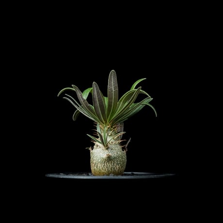 パキポディウム グラキリス / Pachypodium rosulatum var. gracilius #53