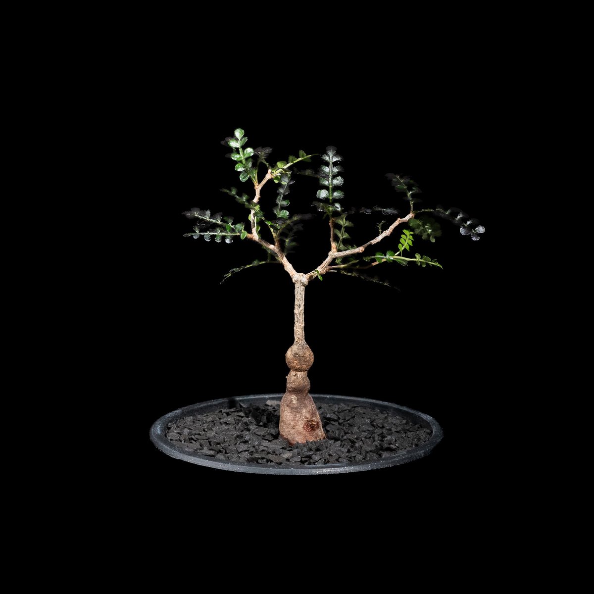 オペルクリカリア パキプス / Operculicarya pachypus #36 | D