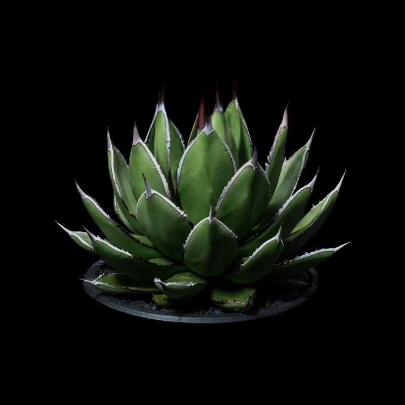 アガベ 兜蟹×笹の雪 / Agave isthmensis 'Kabutogani' × vi
