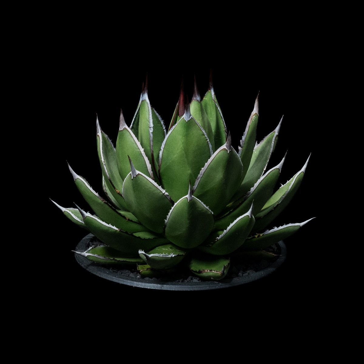アガベ 兜蟹×笹の雪 / Agave isthmensis 'Kabutogani' × vi アガベ 兜蟹×笹の雪 / Agave isthmensis 'Kabutogani' × vi
