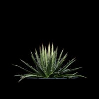 アガベ ムルチフィリフェラ / Agave multifilifera #1