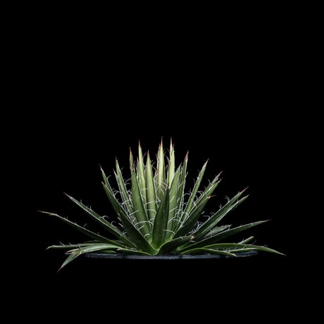 アガベ ムルチフィリフェラ / Agave multifilifera #1