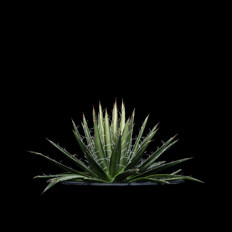 アガベ ムルチフィリフェラ / Agave multifilifera #1 | Ducks