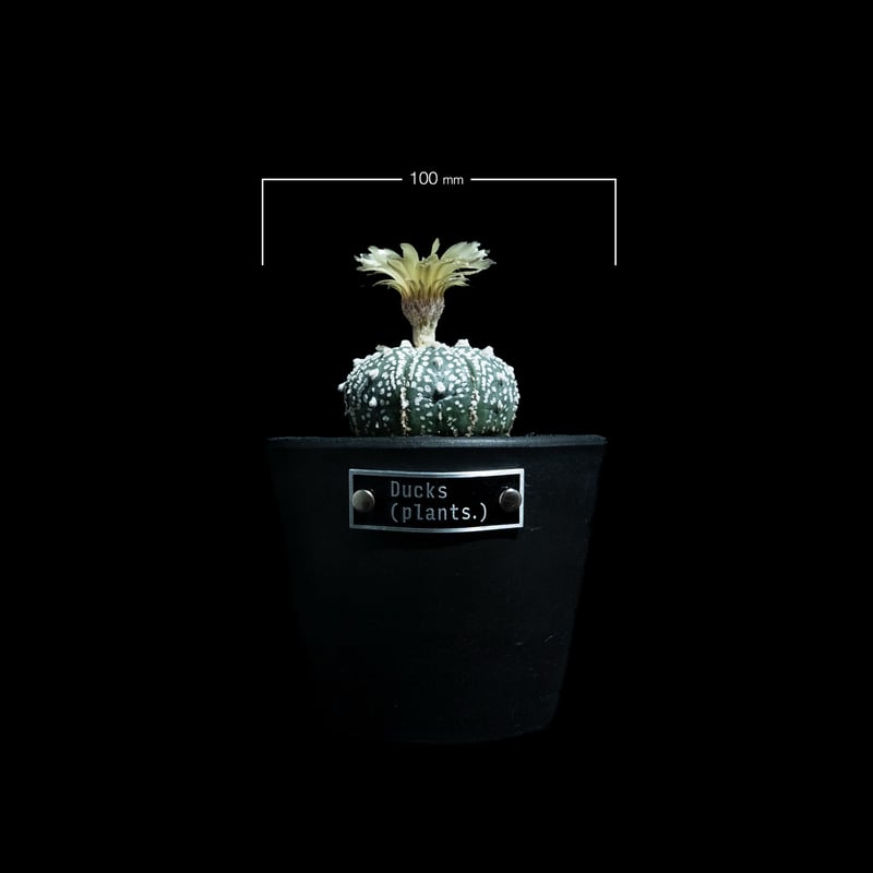 アストロフィツム アステリアス / Astrophytum asterias #13 | Du