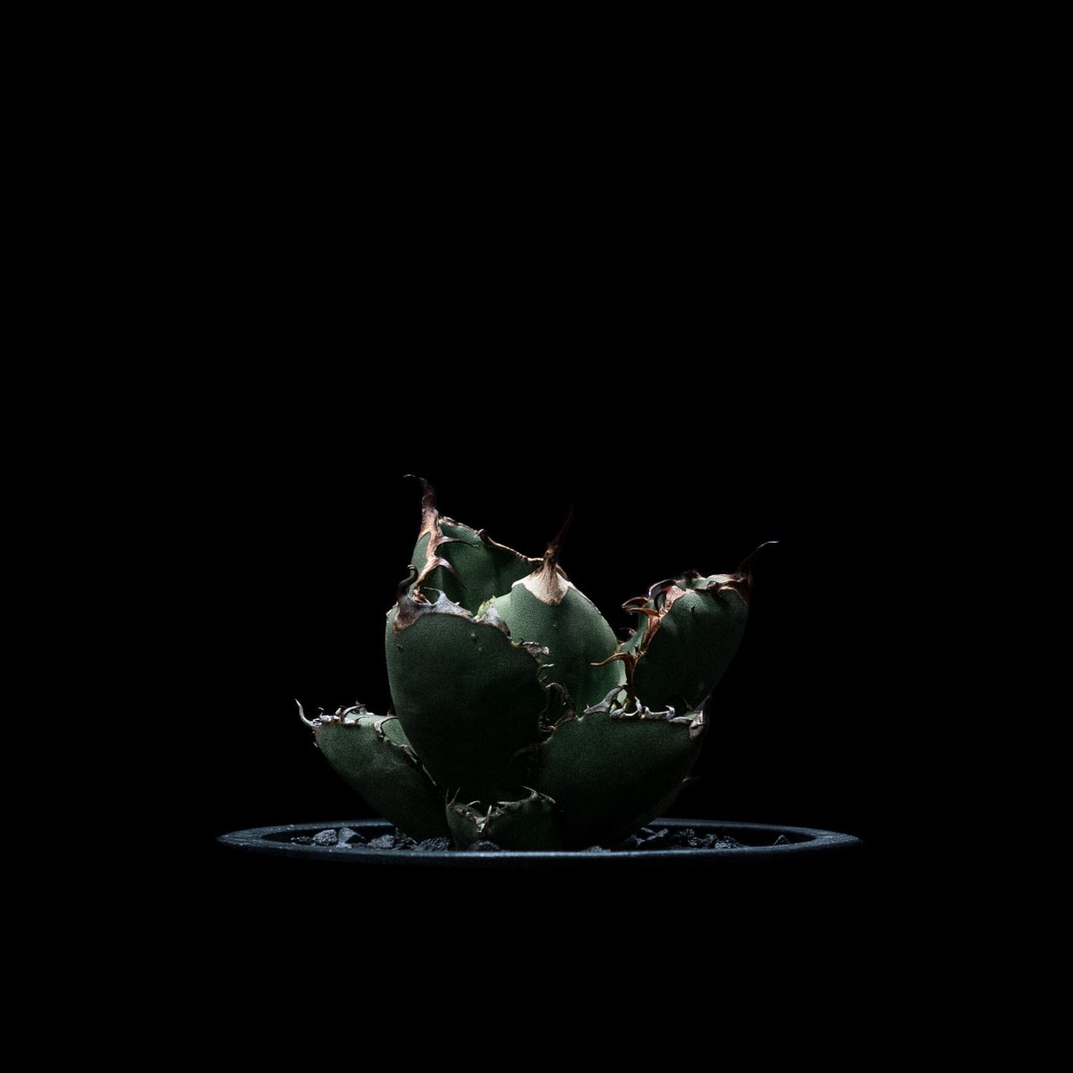 アガベ チタノタ ブラック&ブルー / Agave titanota 'Black & Blu アガベ チタノタ ブラック&ブルー / Agave titanota 'Black & Blu