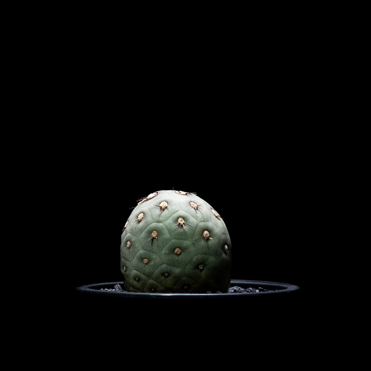サボテン　テフロカクタス　ゲオメトリクス 01712bab453eaab8545035b06f25ee