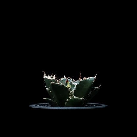 アガベ チタノタ 白鯨 / Agave titanota ‘White Whale’ #9